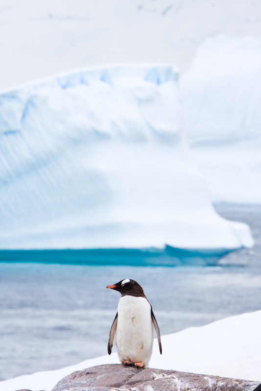 Gentoo Penguin